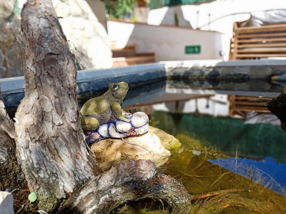 Villa Falconera Apartaments, Gandia A Las Faldas De La Montana المظهر الخارجي الصورة