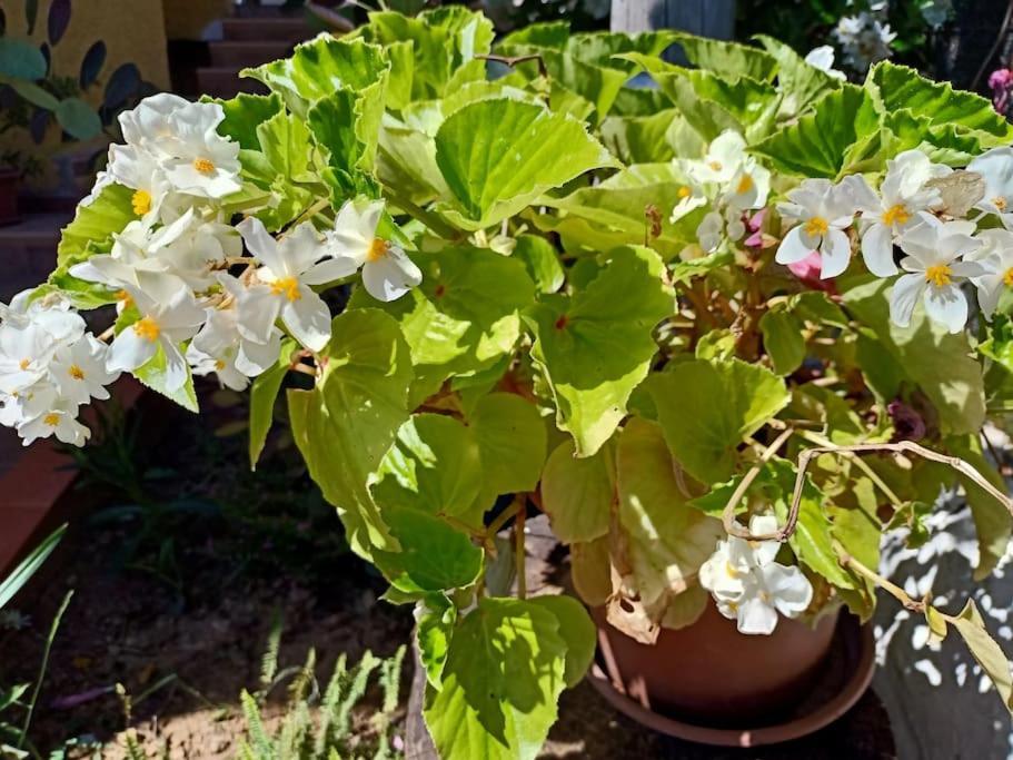 Villa Falconera Apartaments, Gandia A Las Faldas De La Montana المظهر الخارجي الصورة