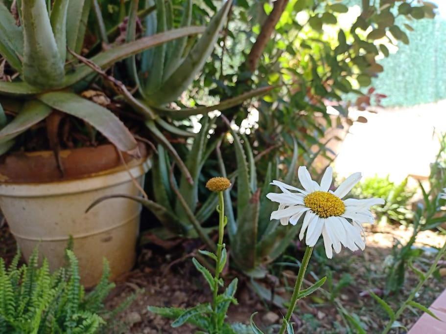 Villa Falconera Apartaments, Gandia A Las Faldas De La Montana المظهر الخارجي الصورة