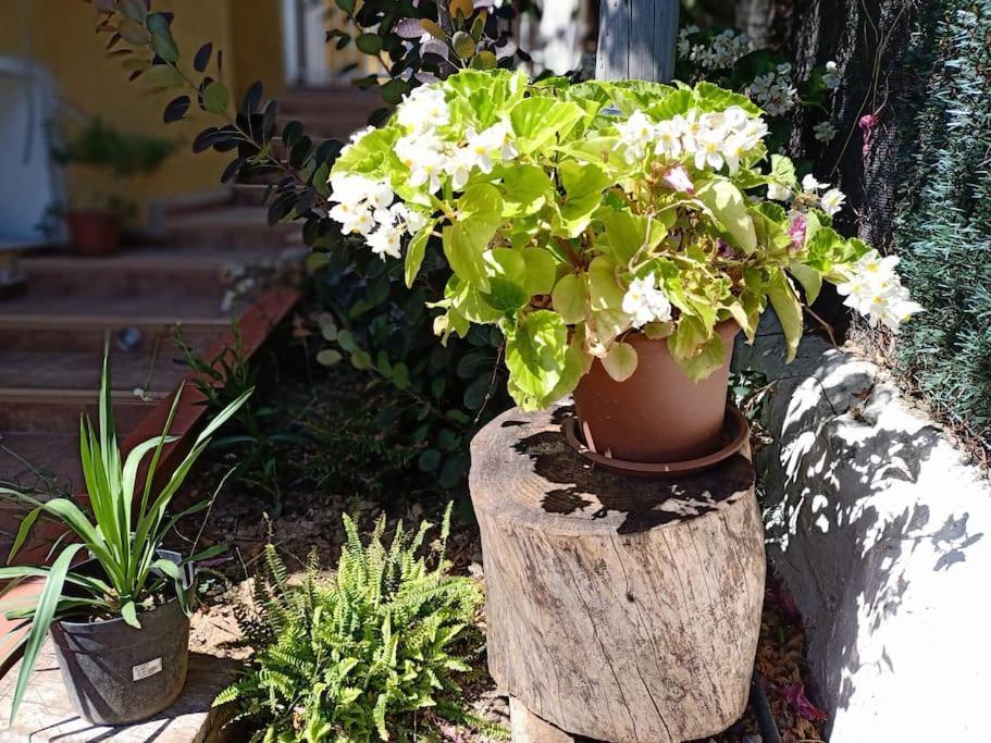 Villa Falconera Apartaments, Gandia A Las Faldas De La Montana المظهر الخارجي الصورة