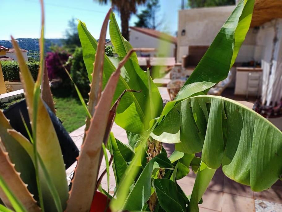Villa Falconera Apartaments, Gandia A Las Faldas De La Montana المظهر الخارجي الصورة