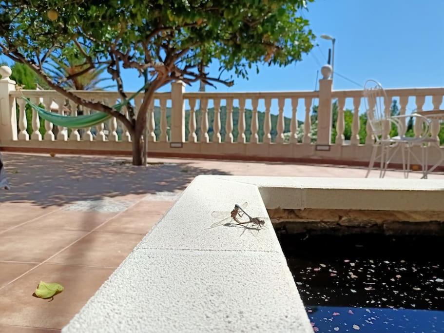 Villa Falconera Apartaments, Gandia A Las Faldas De La Montana المظهر الخارجي الصورة